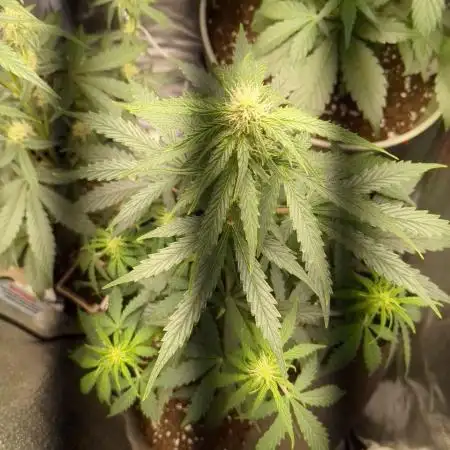 Critical Jack Auto - SilentSeeds