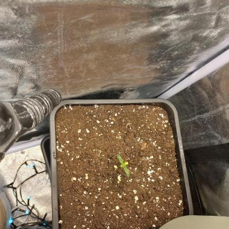 Auto Northern Lights