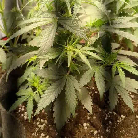 Critical Jack Auto - SilentSeeds
