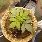 Auto Big Bang | Divineseeds |