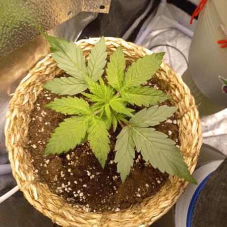 Auto Big Bang | Divineseeds |