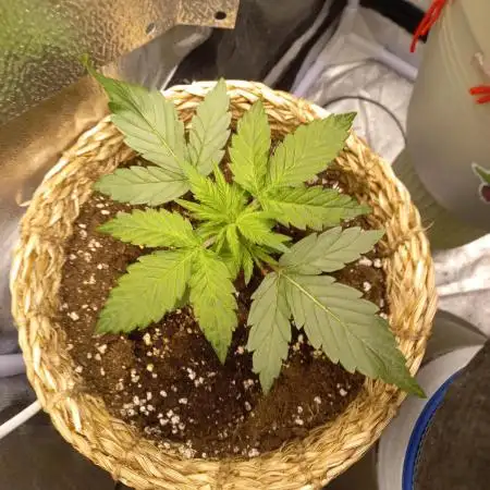 Auto Big Bang | Divineseeds |