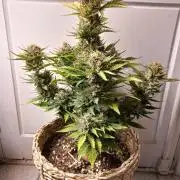 Auto Big Bang | Divineseeds |