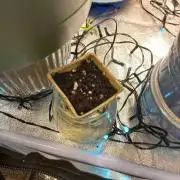 Auto Northern Lights