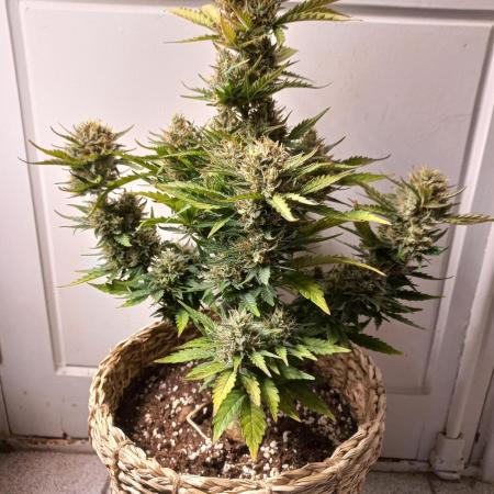 Auto Big Bang | Divineseeds |