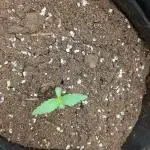 Sherbet Queen Auto - RQS