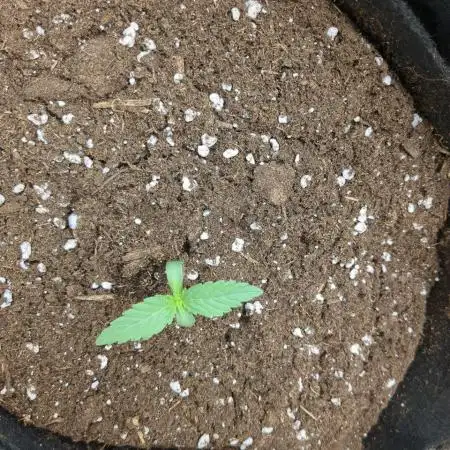 Sherbet Queen Auto - RQS