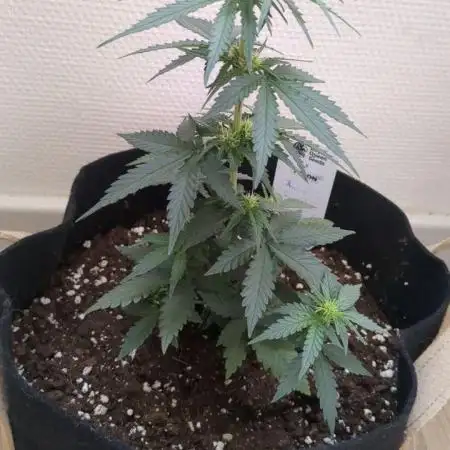 Auto Super Skunk (OSS)
