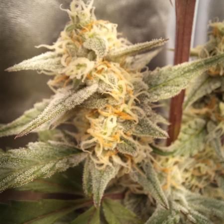 Sherbet Queen Auto - RQS