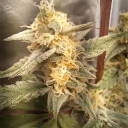 Sherbet Queen Auto - RQS