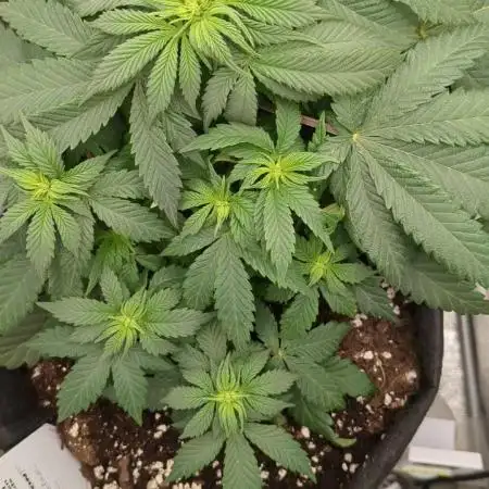Sundae Driver | RQS |