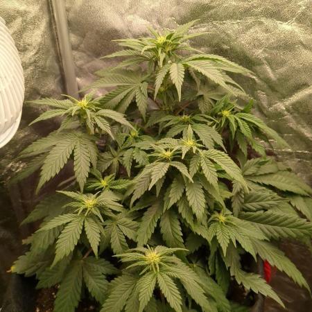 Sundae Driver | RQS |