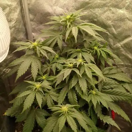 Sundae Driver | RQS |
