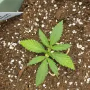 Apple Strudel Auto - 42FastBuds