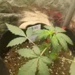 Sherbet Queen Auto - RQS