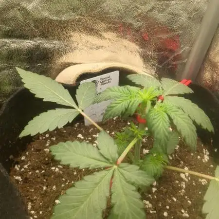 Sherbet Queen Auto - RQS