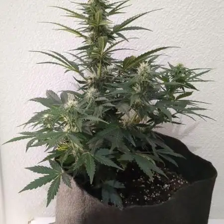 Critical Jack Auto - SilentSeeds