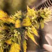 Auto Northern Lights