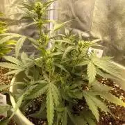 Apple Strudel Auto - 42FastBuds