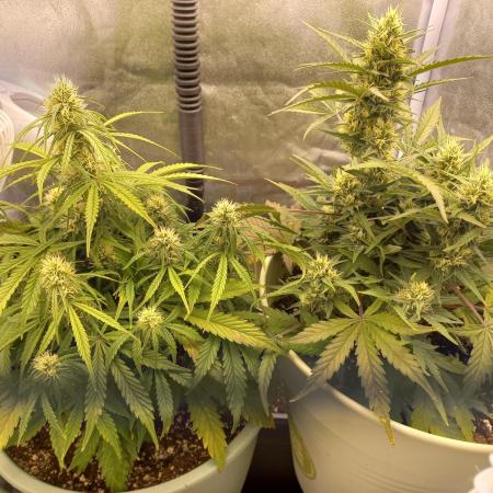 Apple Strudel Auto - 42FastBuds