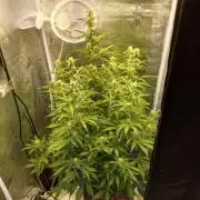 Auto Northern Lights