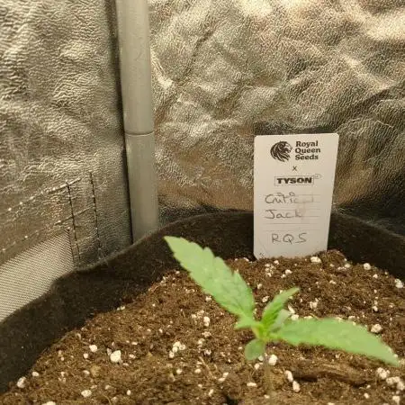Critical Jack Auto - SilentSeeds