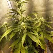 Auto Big Bang | Divineseeds |