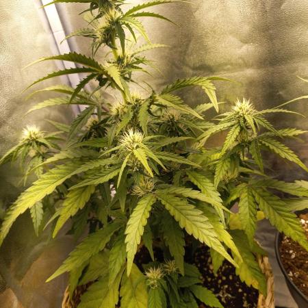 Auto Big Bang | Divineseeds |