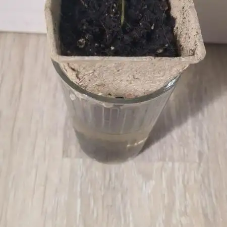 Critical Jack Auto - SilentSeeds