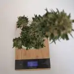Auto Super Skunk (OSS)