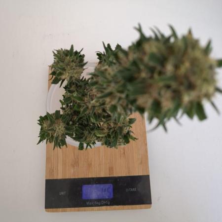 Auto Super Skunk (OSS)