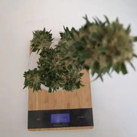 Auto Super Skunk (OSS)
