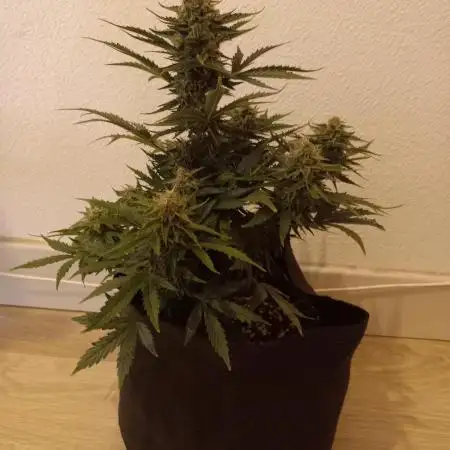 Critical Jack Auto - SilentSeeds