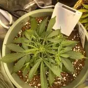 Apple Strudel Auto - 42FastBuds