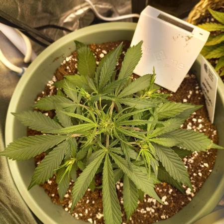 Apple Strudel Auto - 42FastBuds