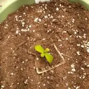 Apple Strudel Auto - 42FastBuds