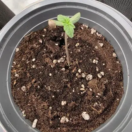 White Runtz Zamnesia