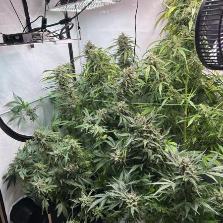 Autos