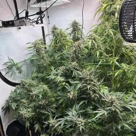 Autos