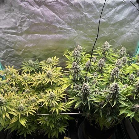 Sour Diesel - RQS & Blue Dream- Humbold