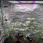 3 x Jelly Donutz klone