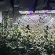 3 x Jelly Donutz klone