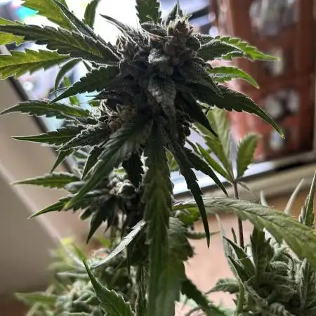 Autos