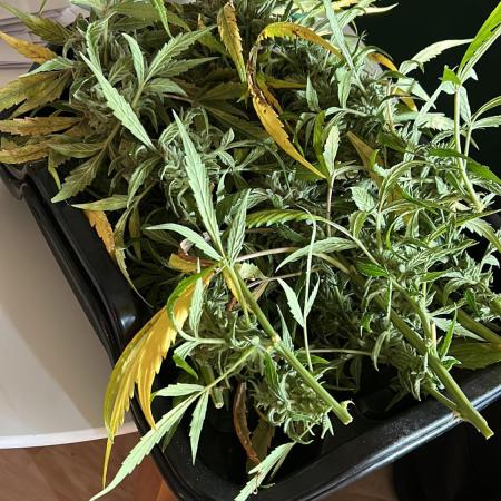 Autos