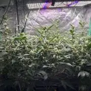 3 x Jelly Donutz klone