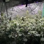 3 x Jelly Donutz klone