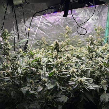 3 x Jelly Donutz klone