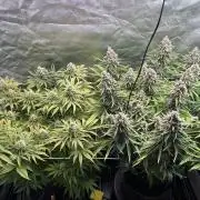 Sour Diesel - RQS & Blue Dream- Humbold