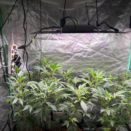 3 x Jelly Donutz klone