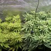 Sour Diesel - RQS & Blue Dream- Humbold